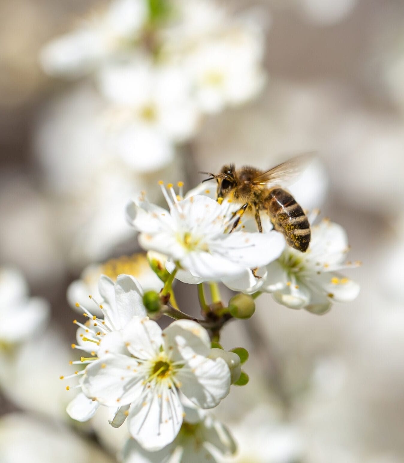 A bee collects nectar from a white flower, with more white blossoms and blurred branches in the background.
